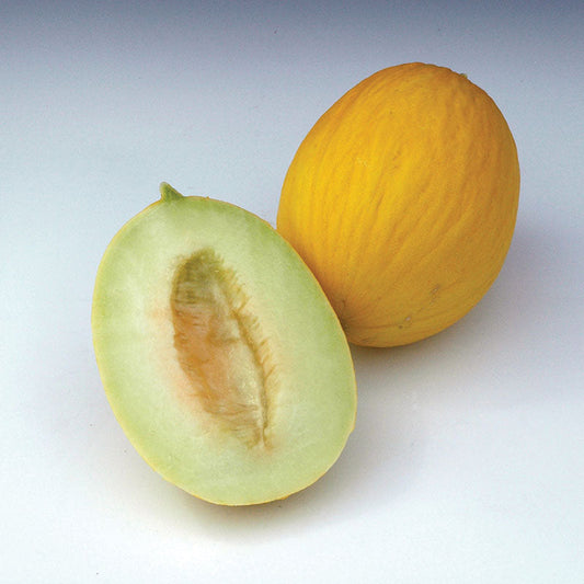 Melon Durasol F1 Seed