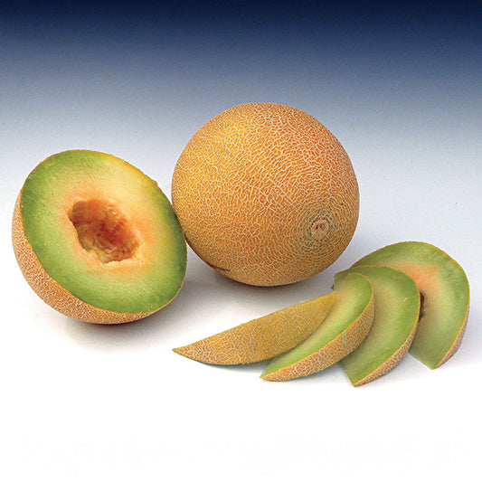 Melon Masada F1 Seed