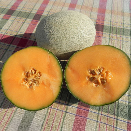 Melon Shockwave F1 Seed