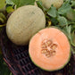 Melon Shockwave F1 Seed