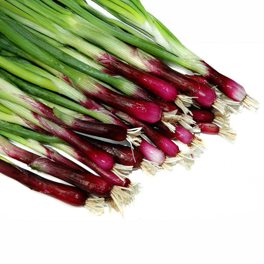 Onion Red Bunching F1 Seed