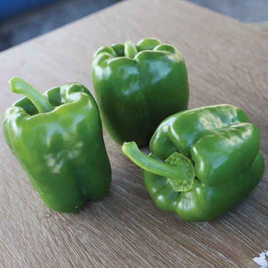 Pepper Turnpike F1 Seed