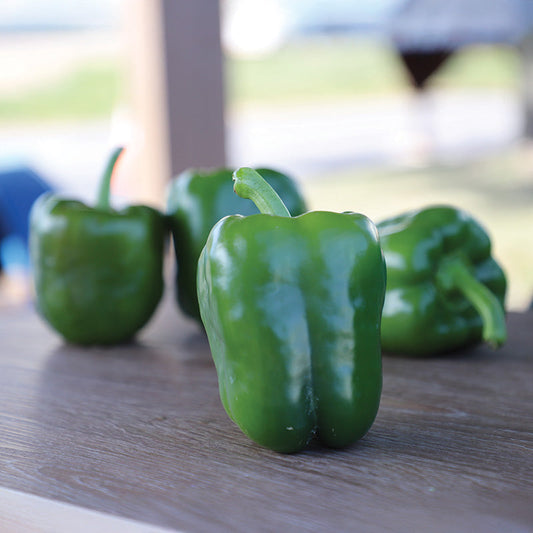 Pepper Turnpike F1 Seed