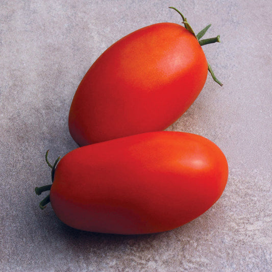 Tomato Supremo F1 Seed