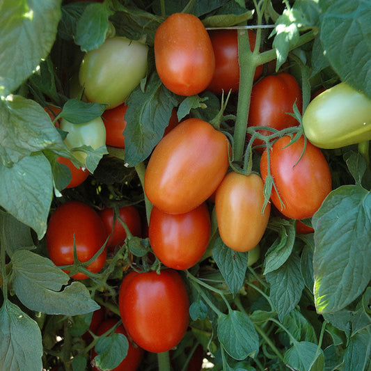 Tomato Plum Regal F1 Seed