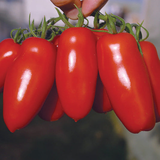 Tomato Pozzano F1 Seed