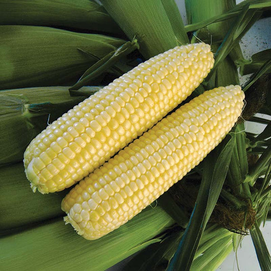Sweet Corn Inferno F1 Seed