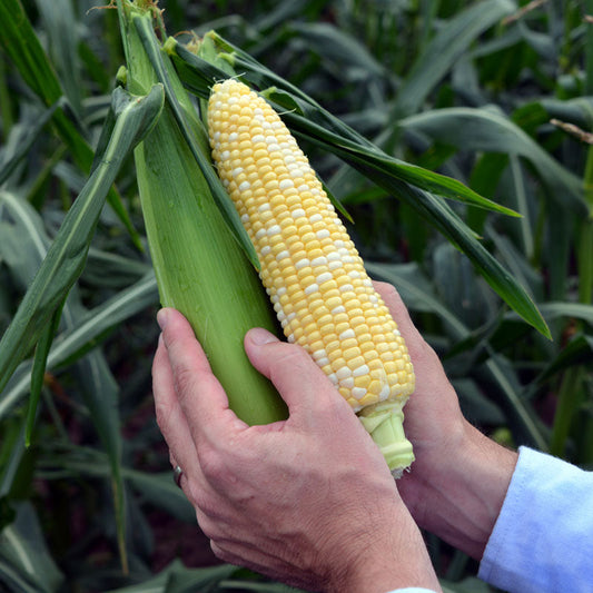 Sweet Corn Kate F1 Seed