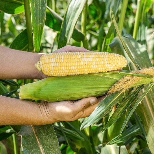Sweet Corn Kate F1 Seed