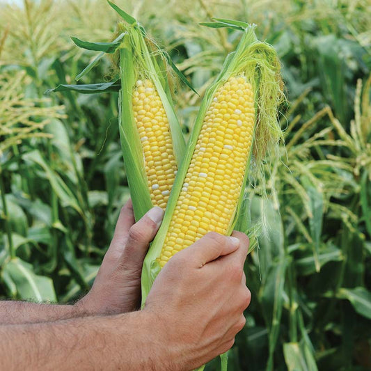 Sweet Corn Raquel F1 Seed