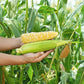Sweet Corn Raquel F1 Seed