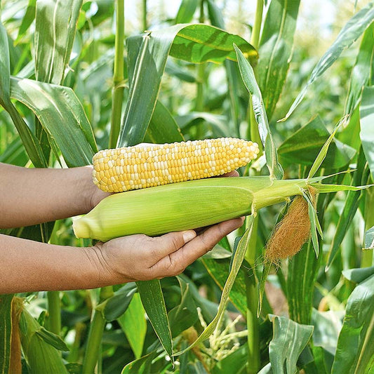Sweet Corn Raquel F1 Seed