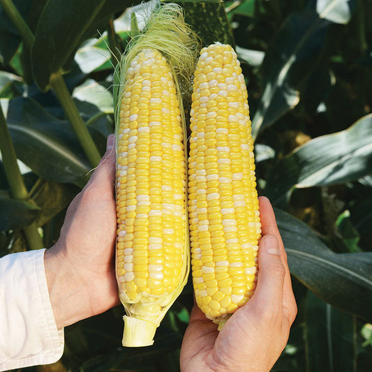 Sweet Corn Rosie F1 Seed