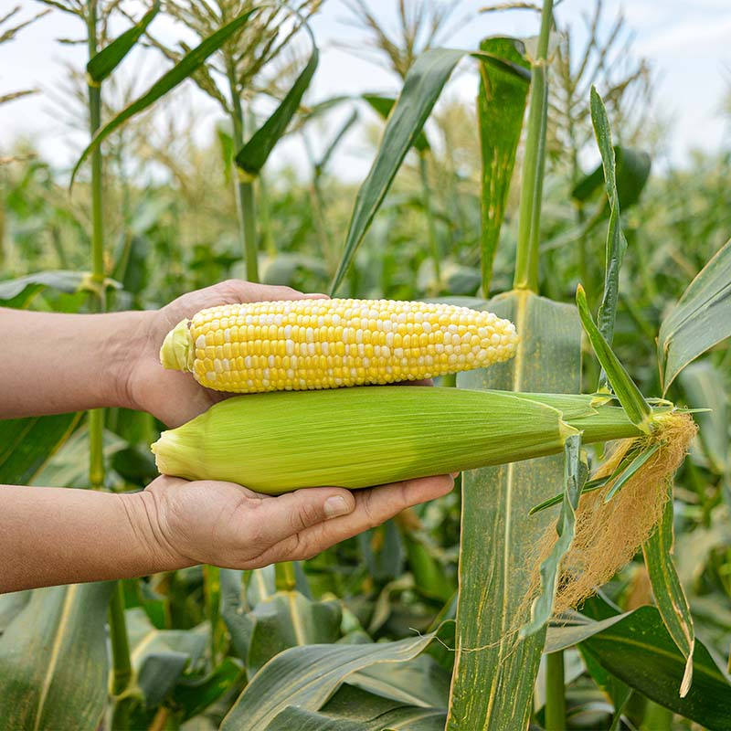 Sweet Corn Rosie F1 Seed