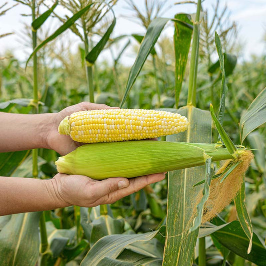 Sweet Corn Rosie F1 Seed