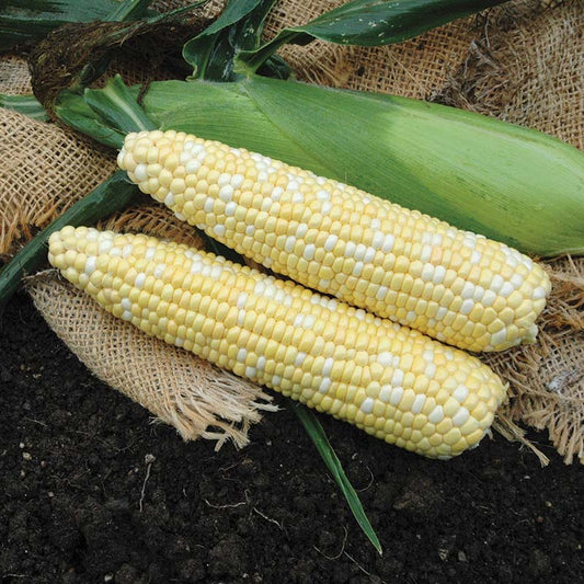 Sweet Corn Kickoff XR F1 Seed