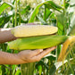 Sweet Corn Natalie F1 Seed