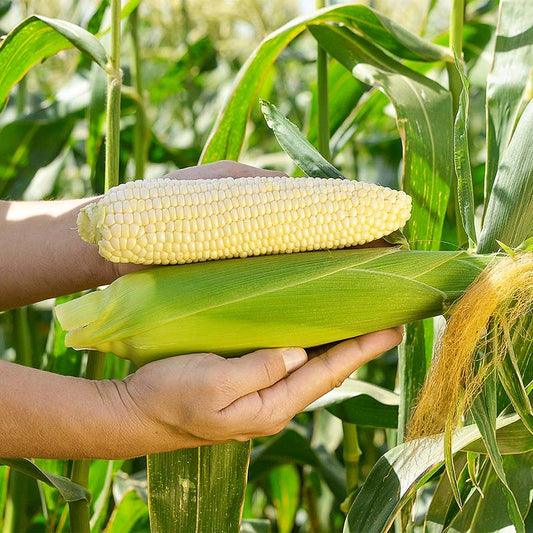Sweet Corn Natalie F1 Seed