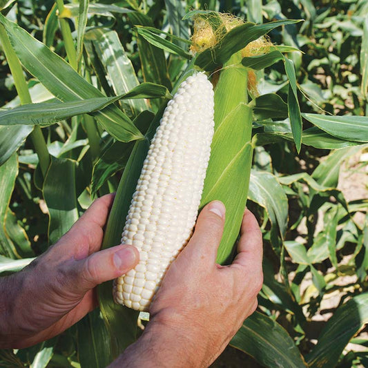 Sweet Corn Natalie F1 Seed