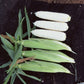 Sweet Corn XTH3380 F1 Seed