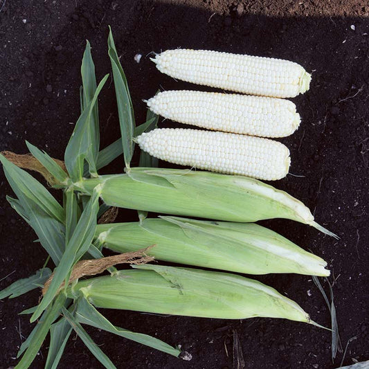 Sweet Corn XTH3380 F1 Seed