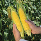 Sweet Corn Candice F1 Seed