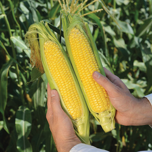 Sweet Corn Candice F1 Seed