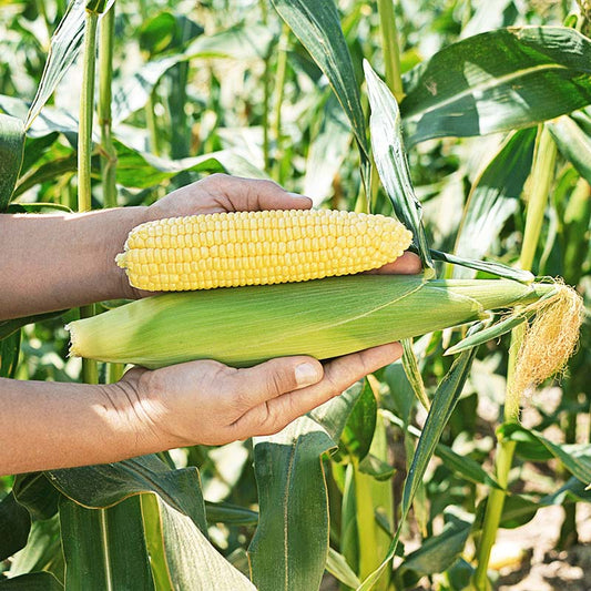 Sweet Corn Candice F1 Seed