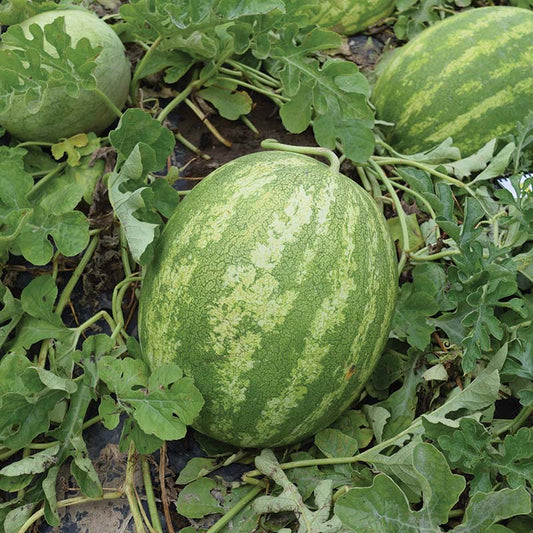 Watermelon Sweet Dawn F1 Seed