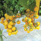 Tomato Esterina F1 Organic Seed