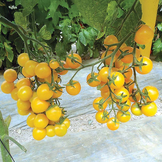 Tomato Esterina F1 Organic Seed