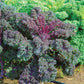 Kale Scarlet Seed