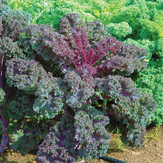 Kale Scarlet Seed