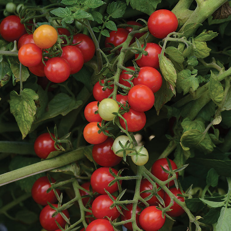 Tomato Candyland Seed