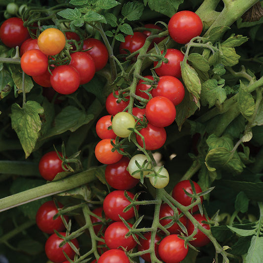 Tomato Candyland Seed