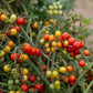 Tomato Candyland Seed