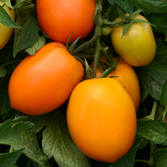 Tomato Sunrise Sauce F1 Seed