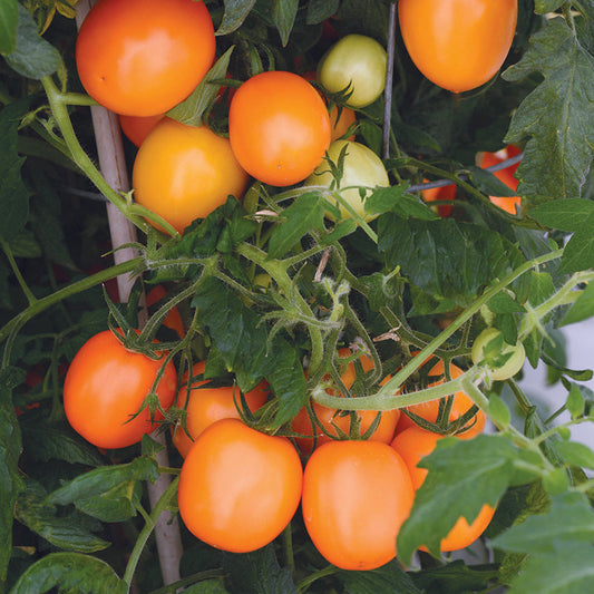 Tomato Sunrise Sauce F1 Seed