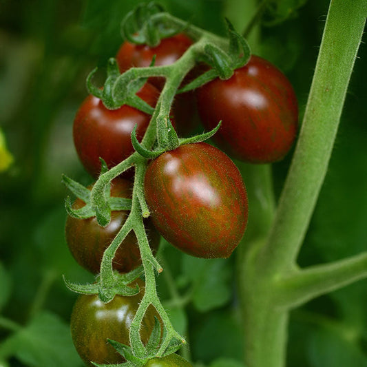 Tomato Chocolate Sprinkles F1 Seed