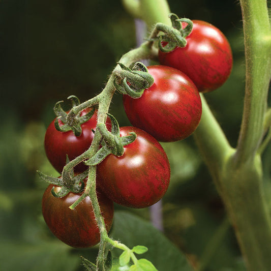 Tomato Chocolate Sprinkles F1 Seed