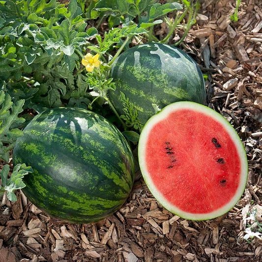 Watermelon Mini Love F1 Seed