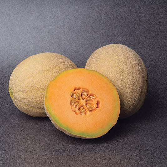 Melon Accolade F1 Seed