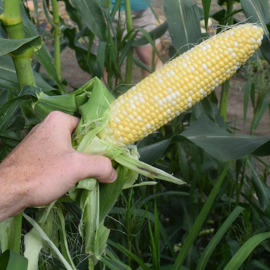 Sweet Corn Enchanted F1 Seed