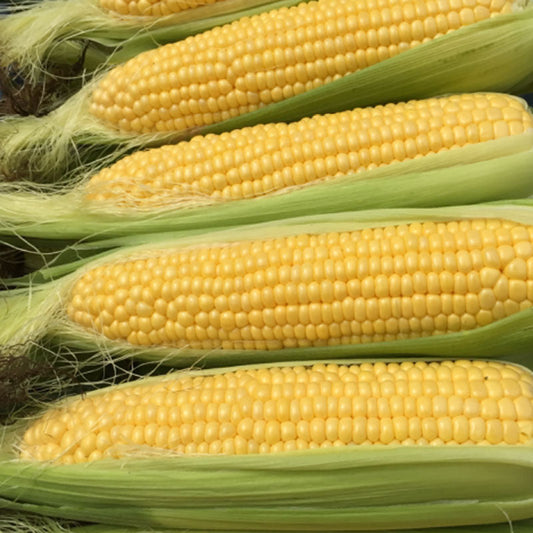 Sweet Corn Moonshine F1 Seed