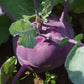 Kohlrabi Kolibri F1 Organic Seed