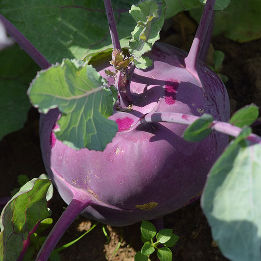 Kohlrabi Kolibri F1 Organic Seed