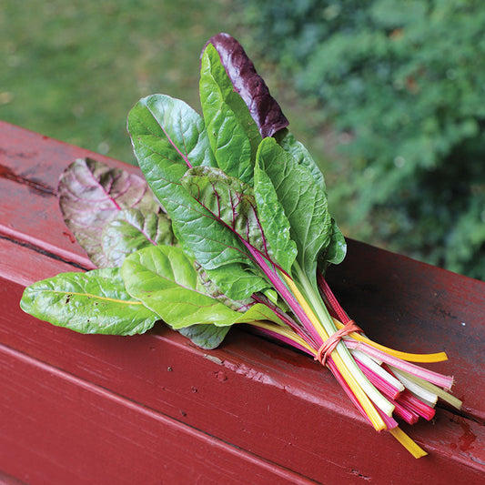 Swiss Chard Rainbow Blend Organic Seed
