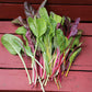 Swiss Chard Rainbow Blend Organic Seed