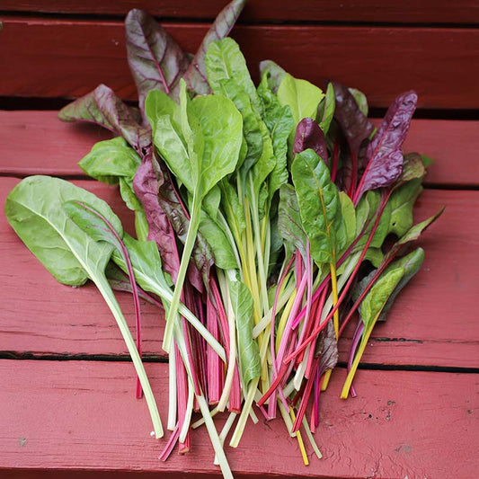 Swiss Chard Rainbow Blend Organic Seed