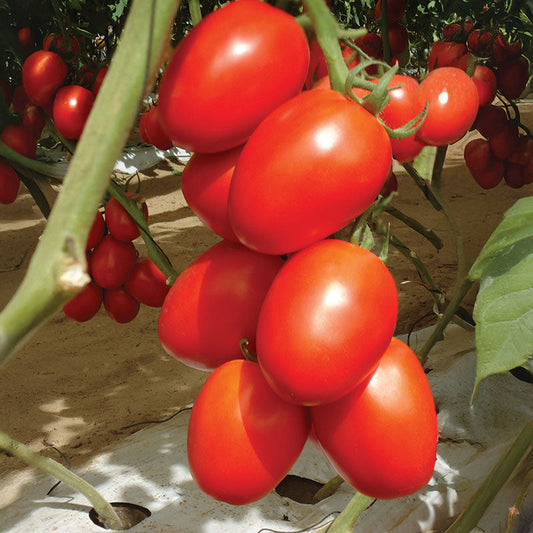 Tomato Granadero F1 Organic Seed